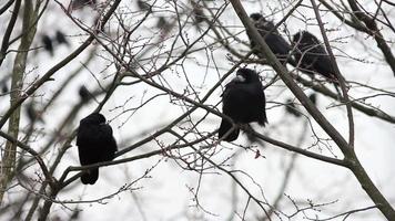 cuervos en el árbol video