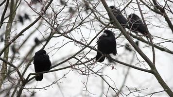 Ravens on tree video