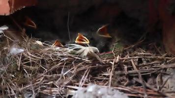 pajaritos en el nido clamando por comida. nueva vida. video