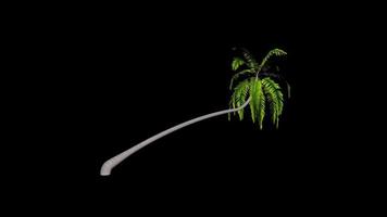 Animation palm tree leaves rustling in the wind, with an alpha channel video