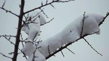 Schnee auf den Ästen video