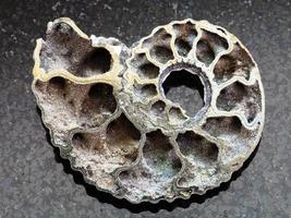polished Ammonite fossil on dark background photo