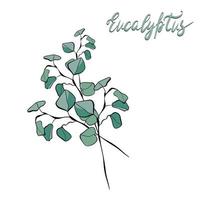 Bouquet of eucalyptus branches with lettering vector