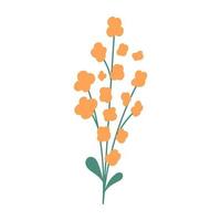 Blooming rapeseed flower, flat vector illustration isolated on white background. Hand drawn canola plant with yellow flowers and green stem. Jeju island symbol and landmark.