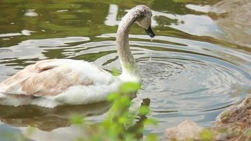 el cisne blanco se sumerge de cabeza en el agua en busca de su propia comida video