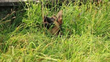 German shepherd with puppies play in green grass video