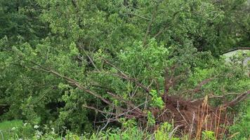 huracanes, tifones y ciclones tropicales son los fenómenos meteorológicos más poderosos y destructivos de la tierra y azotan a varios países del mundo cada año. video