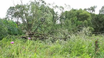 Hurrikane, Taifune und tropische Wirbelstürme sind die stärksten und zerstörerischsten Wetterphänomene der Erde und treffen jedes Jahr mehrere Länder auf der ganzen Welt. video