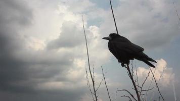 crow sitting on a tree branch, clouds quickly run through the sky video