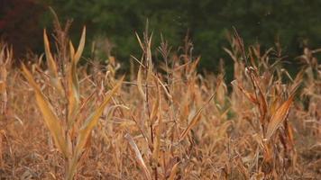 old shoots of corn left in the field to dry video