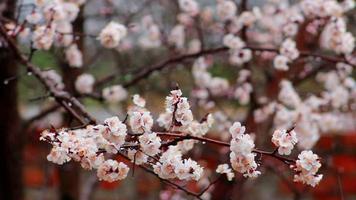 bianca fiori su un' albero nel il primavera pioggia arriva video