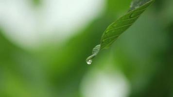 gouttes de pluie tombant sur les feuilles video