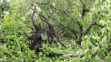 Hurrikane, Taifune und tropische Wirbelstürme sind die stärksten und zerstörerischsten Wetterphänomene der Erde und treffen jedes Jahr mehrere Länder auf der ganzen Welt. video