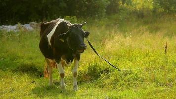 vaca en el campo video