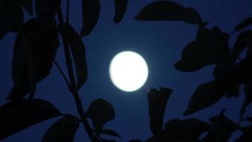lune qui brille entre les branches des arbres video