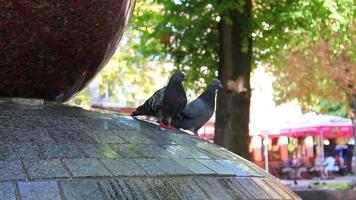 Pigeons in fountain video