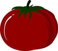 Red healthy tomato, illustration, vector on white background.