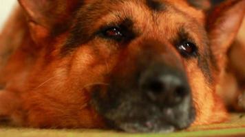 närbild munkorg av en stor hund herde, stor hund ras tysk herde sovande på de matta i de hus under de dag video