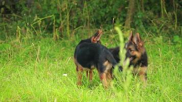 deutscher schäferhund mit welpen spielen im grünen gras video