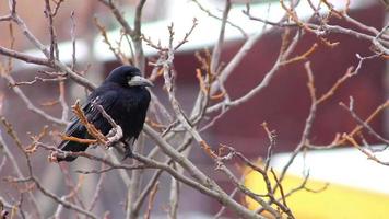 Ravens on tree video