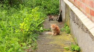Two small kittens are playing with each other at in the garden video