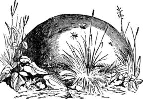Yellow Ants, vintage illustration. vector