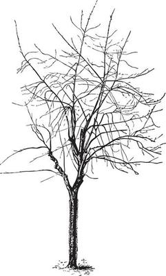 Silver maple after severe heading back, vintage illustration.