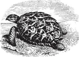 Hawksbill Turtle, vintage illustration. vector