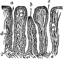 Section through the Gastric Mucous Membrane, vintage illustration. vector