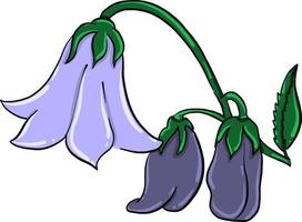 Purple bell flower , illustration, vector on white background