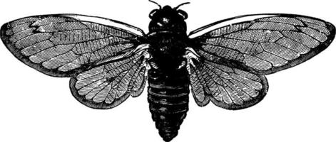 Cicada, vintage illustration. vector