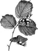 Fruiting, Branchlet, Filbert, nuts, Hazelnut, hazel vintage illustration. vector