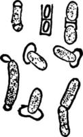 bacillus megaterium, ilustración vintage. vector