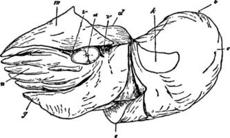 nautilus hembra sin concha, ilustración vintage. vector