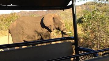 africano safari, elefante nel il selvaggio video