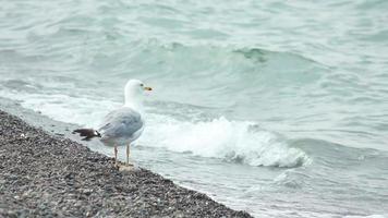 gabbiani sulla spiaggia video