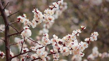 flores blancas en un árbol en la lluvia de primavera viene video