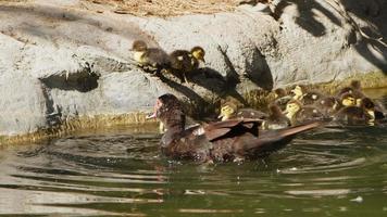 mãe e filhos bebê família pato na natureza video