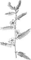 Partridge Pea vintage illustration. vector