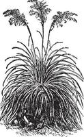 Tussock Grass vintage illustration. vector