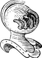 Grated Helmet Profile is common to all degrees of peerage under a duke, vintage engraving. vector