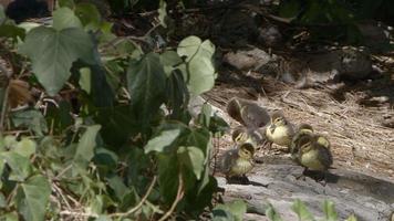 Mother and Kids Baby Duck Family in Nature