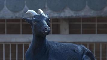 Mammal Animal Goat in a Barn video