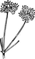 planta, flores, heracleum, lanatum, perejil, familia, umbelíferas ilustración vintage. vector