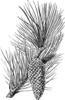 Branch of Pinus Pinaster vintage illustration. vector
