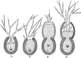 Formation of shell in a simple Foraminifer Foraminifer Shell Formation, vintage illustration. vector