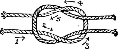 Knots Reef knot or Square knot, vintage illustration vector