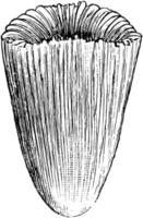 eupsamma, ilustración antigua. vector