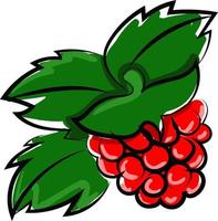 Raspberries, illustration, vector on white background.