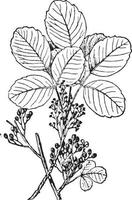 Poison Oak vintage illustration. vector